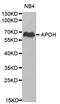 SRBC antibody, LS-C331373, Lifespan Biosciences, Western Blot image 