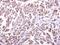 Killer Cell Lectin Like Receptor K1 antibody, NBP2-43645, Novus Biologicals, Immunohistochemistry frozen image 