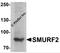 SMAD Specific E3 Ubiquitin Protein Ligase 2 antibody, 7773, ProSci, Western Blot image 