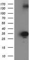 Sulfotransferase Family 1C Member 2 antibody, TA502554, Origene, Western Blot image 