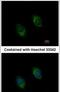 Bone Morphogenetic Protein 4 antibody, PA5-27288, Invitrogen Antibodies, Immunofluorescence image 