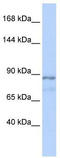 Zinc finger protein ZFAT antibody, TA332158, Origene, Western Blot image 