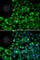O-6-Methylguanine-DNA Methyltransferase antibody, A0693, ABclonal Technology, Immunofluorescence image 