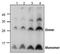 Bone Morphogenetic Protein 5 antibody, TA319103, Origene, Western Blot image 