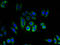 Transmembrane Protein 184C antibody, A63604-100, Epigentek, Immunofluorescence image 