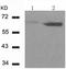 Cycb antibody, TA322149, Origene, Western Blot image 