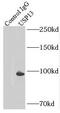 Ubiquitin Specific Peptidase 13 antibody, FNab09308, FineTest, Immunoprecipitation image 