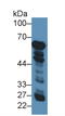 Glutamate Dehydrogenase 1 antibody, LS-C294252, Lifespan Biosciences, Western Blot image 