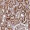 Toll Like Receptor Adaptor Molecule 1 antibody, NBP1-89566, Novus Biologicals, Immunohistochemistry paraffin image 