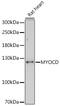 Myocardin antibody, 16-462, ProSci, Western Blot image 