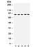 Cullin 1 antibody, R32221, NSJ Bioreagents, Western Blot image 