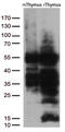 Lymphoid Enhancer Binding Factor 1 antibody, M00605-2, Boster Biological Technology, Western Blot image 