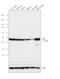 Enolase 2 antibody, LF-MA0064, Invitrogen Antibodies, Western Blot image 