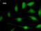 E2F Transcription Factor 5 antibody, LS-C342625, Lifespan Biosciences, Immunofluorescence image 