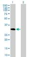 SUN domain-containing protein 1 antibody, H00023353-B01P, Novus Biologicals, Western Blot image 