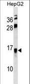 Resistin-like beta antibody, LS-C158836, Lifespan Biosciences, Western Blot image 