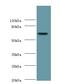 Phospholipase B Domain Containing 2 antibody, LS-B11903, Lifespan Biosciences, Western Blot image 