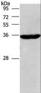 Cytokine Induced Apoptosis Inhibitor 1 antibody, LS-C404819, Lifespan Biosciences, Western Blot image 