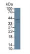 Lysyl Oxidase Like 3 antibody, LS-C295246, Lifespan Biosciences, Western Blot image 