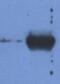 IgG light chain antibody, NBP2-62190, Novus Biologicals, Western Blot image 