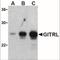 GITR Ligand antibody, NBP1-77240, Novus Biologicals, Western Blot image 