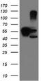 Serpinb1 antibody, TA800076, Origene, Western Blot image 
