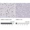 Lamin B2 antibody, NBP2-48882, Novus Biologicals, Immunohistochemistry paraffin image 