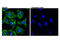 Myosin Heavy Chain 9 antibody, 14611S, Cell Signaling Technology, Immunofluorescence image 