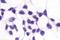 Glutamate Metabotropic Receptor 3 antibody, orb79874, Biorbyt, Immunohistochemistry paraffin image 