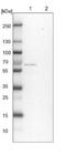 Factor Interacting With PAPOLA And CPSF1 antibody, NBP1-85064, Novus Biologicals, Western Blot image 