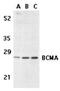 TNF Receptor Superfamily Member 17 antibody, NBP1-76774, Novus Biologicals, Western Blot image 