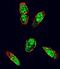 SRC-1 antibody, LS-B3308, Lifespan Biosciences, Immunofluorescence image 