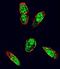 SRC Proto-Oncogene, Non-Receptor Tyrosine Kinase antibody, LS-B3308, Lifespan Biosciences, Immunofluorescence image 