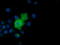Adenylate Kinase 5 antibody, M11378, Boster Biological Technology, Immunofluorescence image 