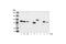 Protein Kinase C Beta antibody, 9371S, Cell Signaling Technology, Western Blot image 