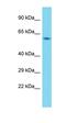 Ubiquitin Specific Peptidase 21 antibody, orb330751, Biorbyt, Western Blot image 