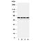 Thioredoxin Reductase 2 antibody, R31003, NSJ Bioreagents, Western Blot image 