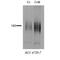 Solute Carrier Family 12 Member 3 antibody, PA5-77816, Invitrogen Antibodies, Western Blot image 