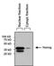 Nanog Homeobox antibody, MA1-017, Invitrogen Antibodies, Western Blot image 