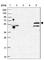 E3 ubiquitin-protein ligase TRIM32 antibody, HPA050060, Atlas Antibodies, Western Blot image 