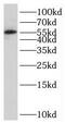 Sestrin 3 antibody, FNab07760, FineTest, Western Blot image 