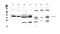 Palmitoyl-protein thioesterase 1 antibody, PA5-79860, Invitrogen Antibodies, Western Blot image 