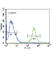 RAK antibody, abx033633, Abbexa, Western Blot image 