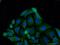 Phosphodiesterase 9A antibody, 12648-1-AP, Proteintech Group, Immunofluorescence image 