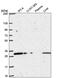 Coiled-Coil Domain Containing 69 antibody, PA5-65748, Invitrogen Antibodies, Western Blot image 