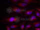 Nuclear Factor Kappa B Subunit 2 antibody, AP0419, ABclonal Technology, Immunofluorescence image 