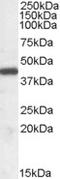 Interleukin Enhancer Binding Factor 2 antibody, orb19490, Biorbyt, Western Blot image 