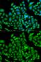 Chromatin Assembly Factor 1 Subunit B antibody, GTX65808, GeneTex, Immunofluorescence image 