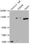 PK3CB antibody, CSB-RA240122A0HU, Cusabio, Immunoprecipitation image 