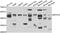 Molybdenum Cofactor Synthesis 3 antibody, A08926, Boster Biological Technology, Western Blot image 